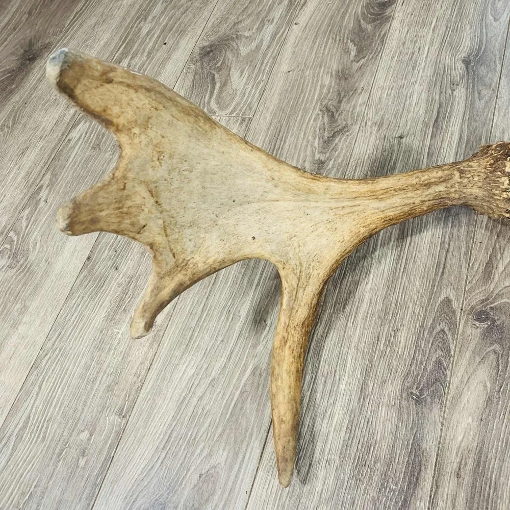 Naturally Shed Wild Moose Antler (Horn, Knife, Carving, Chew, Taxidermy) Full - Picture 4 of 15